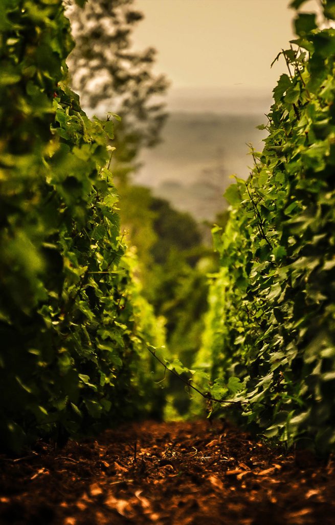 Vignes Aline Beauné Saint-Vallerin Montagny