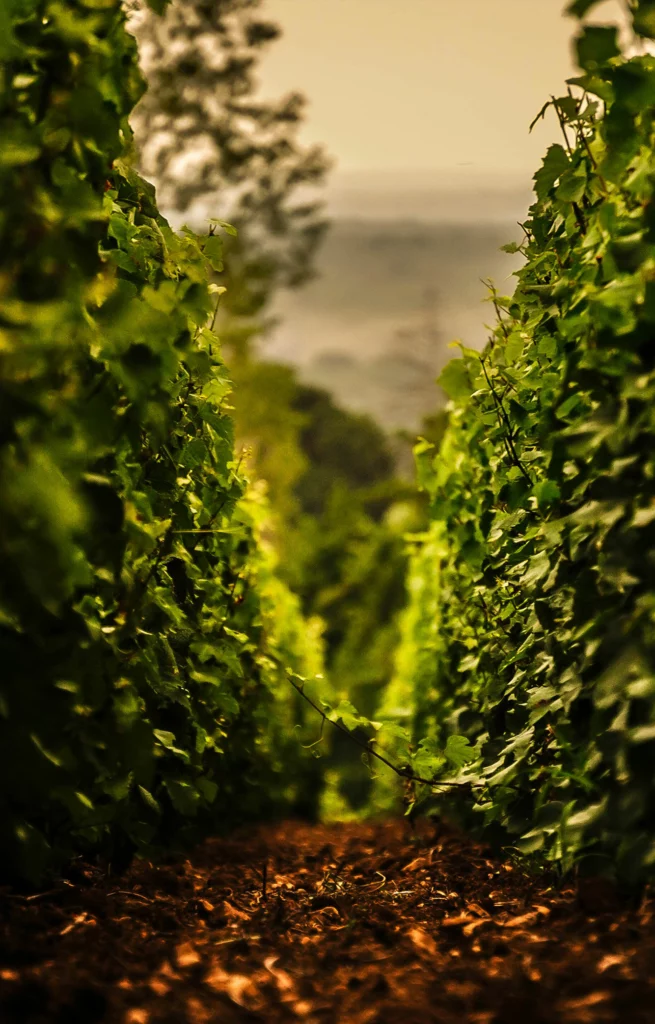Vignes Aline Beauné Saint-Vallerin Montagny