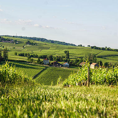 Une nature exceptionnelle sur l’appellation Montagny